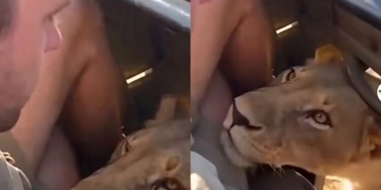 TERROR: Una leona se acercó a centímetros de su cara en pleno safari y vivió un tenso momento
