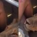 TERROR: Una leona se acercó a centímetros de su cara en pleno safari y vivió un tenso momento