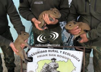 PROTECCIÓN ANIMAL: En San Roque un hombre vendía crías de carpincho por WhatsApp
