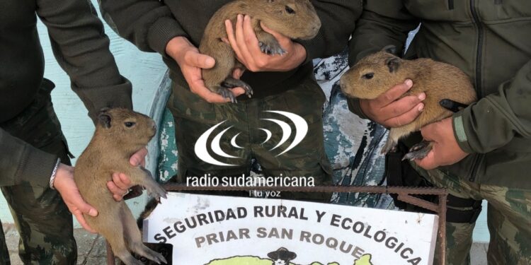 PROTECCIÓN ANIMAL: En San Roque un hombre vendía crías de carpincho por WhatsApp