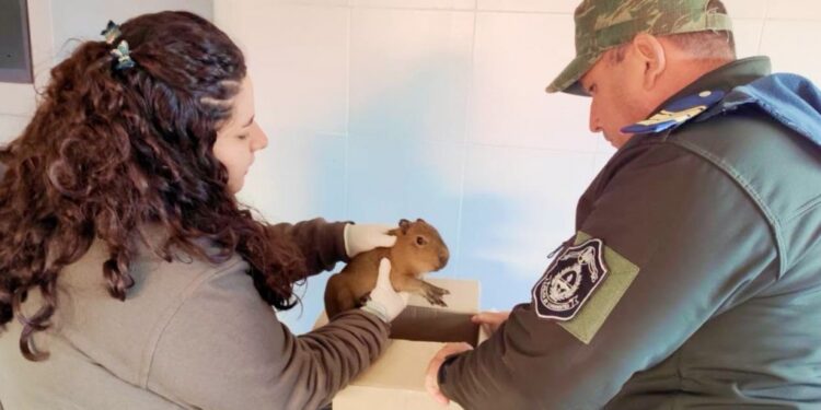 CENTRO DE CONSERVACIÓN AGUARÁ: Así asisten a las crías de carpincho que eran vendidas por WhatsApp