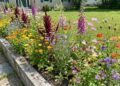 NUEVA TEMPORADA : Llegó la primavera: qué flores se pueden sembrar para renovar el jardín