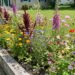 NUEVA TEMPORADA : Llegó la primavera: qué flores se pueden sembrar para renovar el jardín