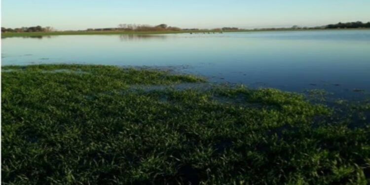 ALERTA: El Niño en el NEA: advierten sobre riesgos productivos y operativos para los cultivos