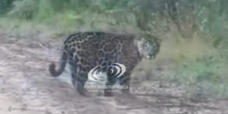 CORRIENTES: Registraron la presencia de un yaguareté en la localidad de Loreto