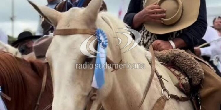 INVESTIGACIÓN: Mataron de un tiro a un caballo campeón en Concepción