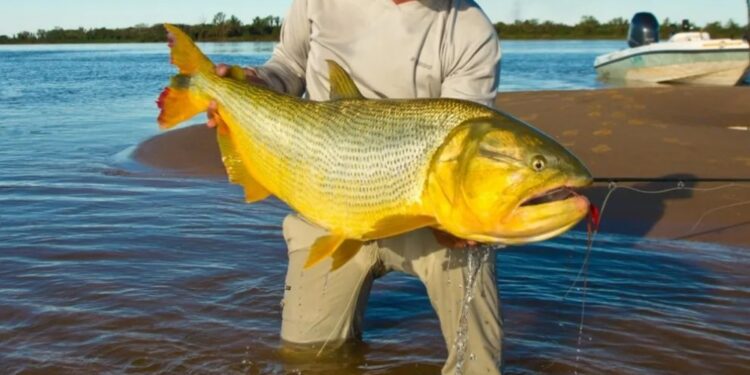 DIRECCIÓN DE RECURSOS NATURALES: Se levanta la veda extraordinaria sobre el Río Paraná en Corrientes
