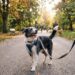 Veterinarios explican la razón por la que tu perro voltea a mirarte cuando salen de paseo: no es por casualidad