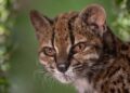 “Los gatos tigre han sido un enigma durante décadas”: el ADN que identificó al Tilcayo como una nueva especie y podría cambiar el mapa argentino