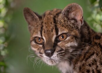“Los gatos tigre han sido un enigma durante décadas”: el ADN que identificó al Tilcayo como una nueva especie y podría cambiar el mapa argentino