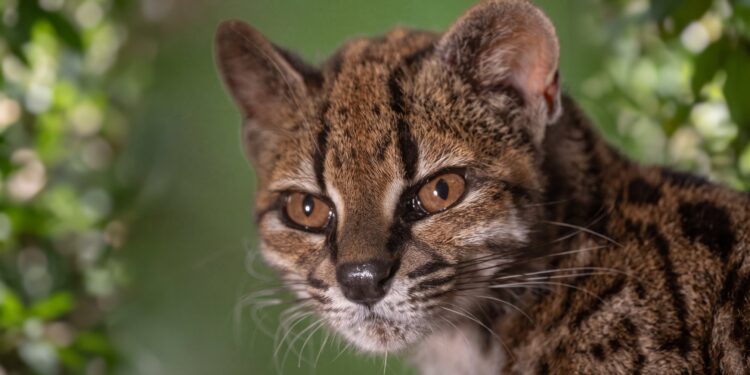 “Los gatos tigre han sido un enigma durante décadas”: el ADN que identificó al Tilcayo como una nueva especie y podría cambiar el mapa argentino