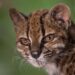 “Los gatos tigre han sido un enigma durante décadas”: el ADN que identificó al Tilcayo como una nueva especie y podría cambiar el mapa argentino