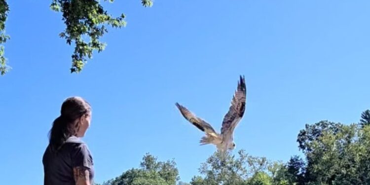 Un águila pescadora que sufrió una severa infestación por larvas volvió a volar en libertad tras una rehabilitación: «De regreso a la naturaleza»