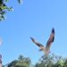 Un águila pescadora que sufrió una severa infestación por larvas volvió a volar en libertad tras una rehabilitación: «De regreso a la naturaleza»