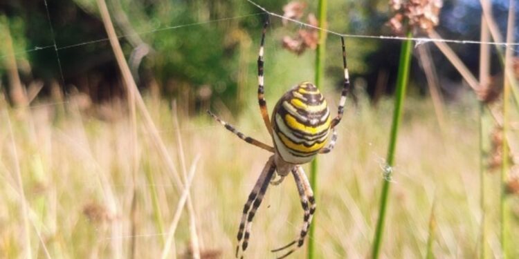 Una llamativa araña avispa aparece por primera vez en el noroeste de Inglaterra: qué se sabe del hallazgo y por qué preocupa