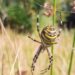 Una llamativa araña avispa aparece por primera vez en el noroeste de Inglaterra: qué se sabe del hallazgo y por qué preocupa