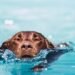 Pancho Cavero, veterinario: «No todos los perros saben nadar. Algunos pueden ahogarse en minutos; no es falta de práctica, es su anatomía»