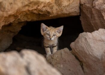 Un hombre logró fotografiar al gato de las arenas, uno los felinos más esquivos del mundo: «Es muy, muy raro verlos, estoy feliz»