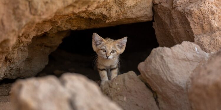 Un hombre logró fotografiar al gato de las arenas, uno los felinos más esquivos del mundo: «Es muy, muy raro verlos, estoy feliz»