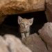 Un hombre logró fotografiar al gato de las arenas, uno los felinos más esquivos del mundo: «Es muy, muy raro verlos, estoy feliz»