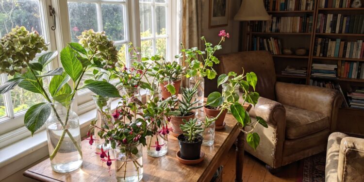 Las tres plantas de las que puedes sacar esquejes este octubre para renovar tu jardín
