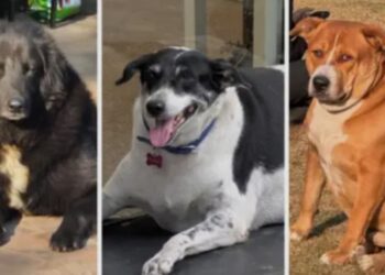 Furor en la India por un concurso para coronar al perro callejero más gordo