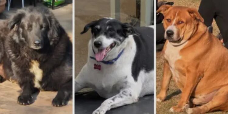 Furor en la India por un concurso para coronar al perro callejero más gordo