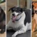 Furor en la India por un concurso para coronar al perro callejero más gordo