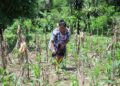 Maíz y frijol: prácticas para enfrentar la variabilidad climática en Guatemala