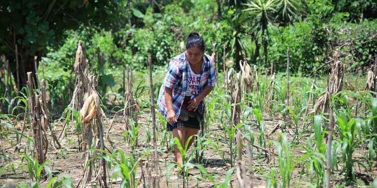 Maíz y frijol: prácticas para enfrentar la variabilidad climática en Guatemala