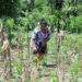 Maíz y frijol: prácticas para enfrentar la variabilidad climática en Guatemala
