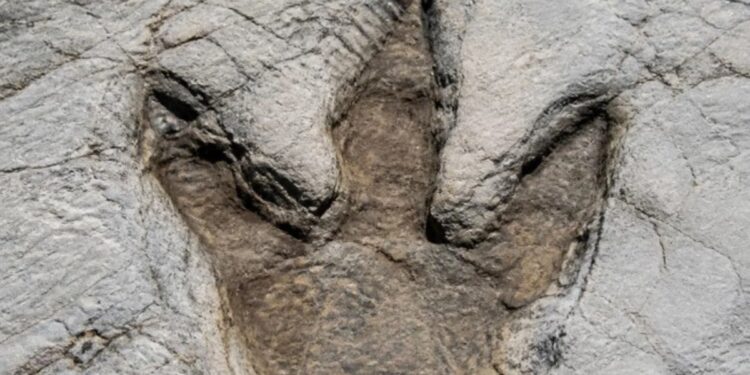 Descubrieron las primeras huellas de una caminata de un Tyrannosaurus Rex adulto