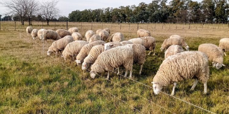 Markus, joven pastor de 1.400 ovejas en Europa: «Me hace feliz ver a los animales bien»