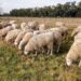 Markus, joven pastor de 1.400 ovejas en Europa: «Me hace feliz ver a los animales bien»
