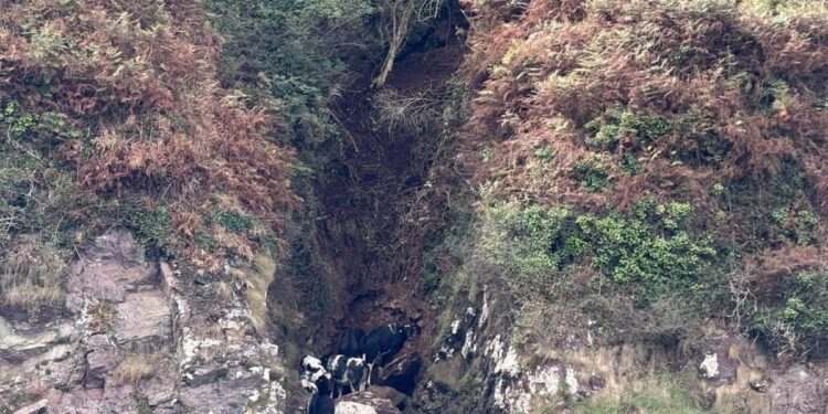 Ocho vacas cayeron por un acantilado y quedaron atrapadas entre las rocas: así fue el operativo para rescatarlas
