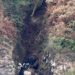 Ocho vacas cayeron por un acantilado y quedaron atrapadas entre las rocas: así fue el operativo para rescatarlas