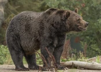 Las peleas de osos con perros ya eran un espectáculo popular en la Inglaterra del siglo XII, según un estudio