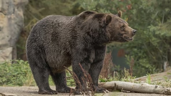 Las peleas de osos con perros ya eran un espectáculo popular en la Inglaterra del siglo XII, según un estudio