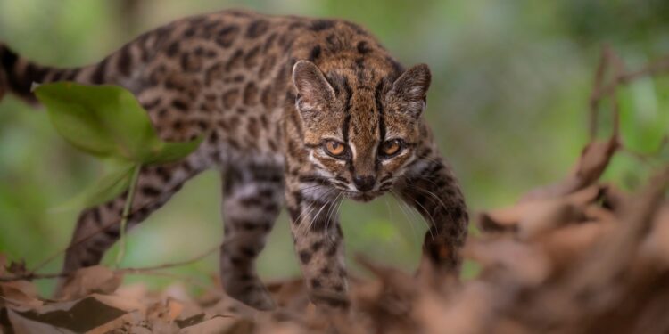 El Tilcayo, el gato silvestre recién descubierto, está siendo acosado por turistas