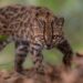 El Tilcayo, el gato silvestre recién descubierto, está siendo acosado por turistas
