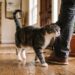Por qué los gatos maúllan distinto según quién regresa a la casa