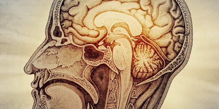 Descubren que el cerebro humano es en realidad dos órganos distintos que evolucionaron por separado