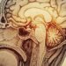 Descubren que el cerebro humano es en realidad dos órganos distintos que evolucionaron por separado