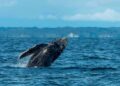 Ballenas en el norte: Piura en la recta final para restringir el número de embarcaciones por avistamiento, ¿desde cuándo?