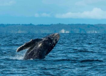 Ballenas en el norte: Piura en la recta final para restringir el número de embarcaciones por avistamiento, ¿desde cuándo?