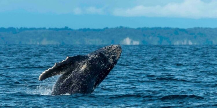 Ballenas en el norte: Piura en la recta final para restringir el número de embarcaciones por avistamiento, ¿desde cuándo?