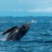 Ballenas en el norte: Piura en la recta final para restringir el número de embarcaciones por avistamiento, ¿desde cuándo?
