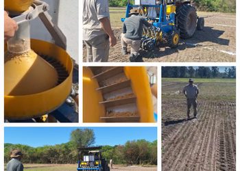 INFO RURAL – INTA EVALUA CULTIVARES DE ARROZ