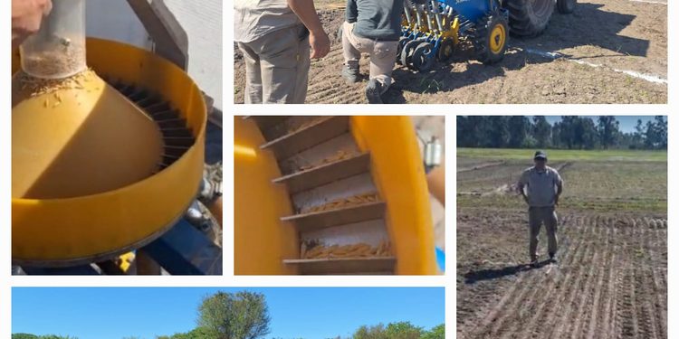INFO RURAL – INTA EVALUA CULTIVARES DE ARROZ