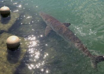 Un tiburón de 3,5 metros atrapado en un canal de Busan atrae 600.000 personas que hacen fila para verlo: «Tiene un aire estelar»